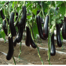 HE19 Fusong black hybrid eggplant seeds